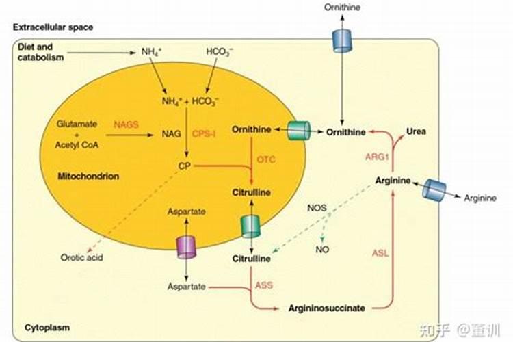 氨基酸养鱼作用