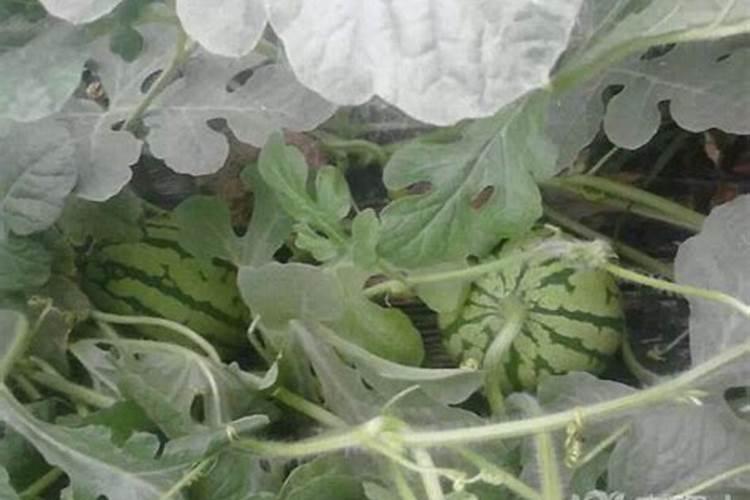 请问老师种香瓜如何施肥瓜质量好产量也高呢？