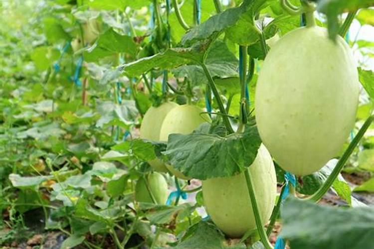 香瓜开花挂果期喷高钾叶面肥好还是高磷叶面肥好？