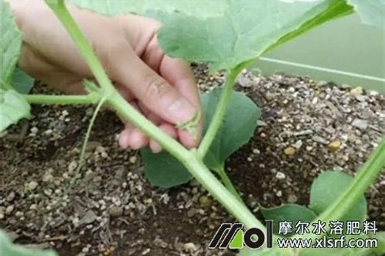 大棚香瓜如合用肥