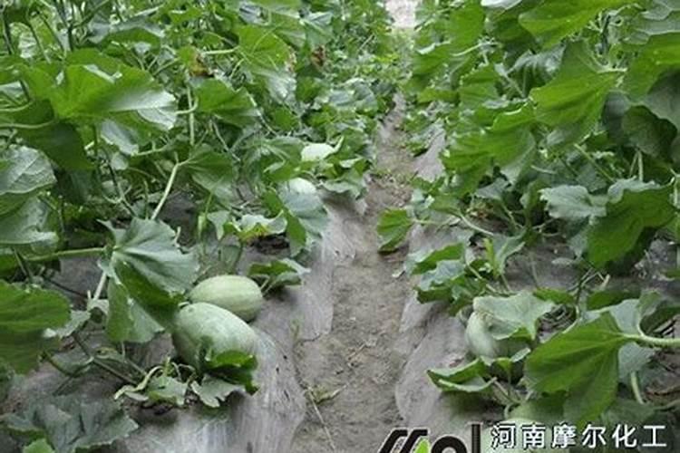 香瓜母指头大时就裂果是什么原因引起的？