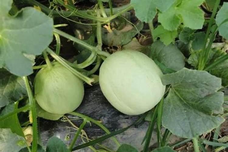 甜瓜为什么裂瓜 原因解析 瓜农必看