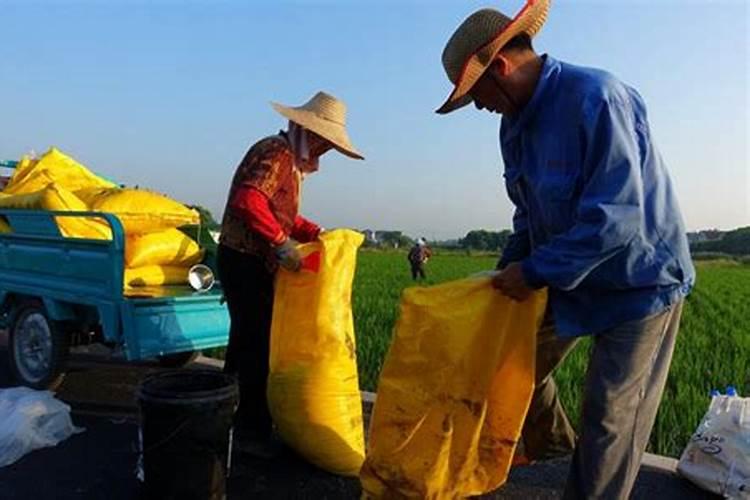准备大面积种植西红柿,每亩种植多少棵算比较合理的？