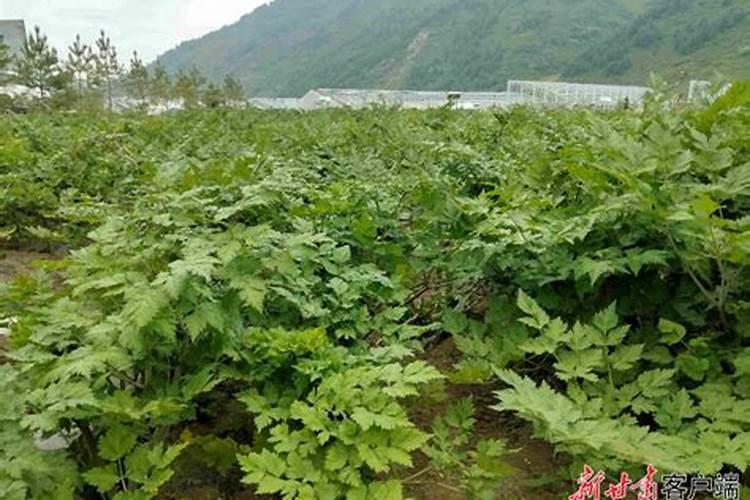 花生肤水肥兑水多少合适