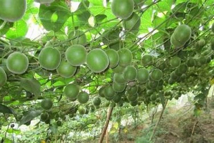 种罗汉果施什么肥