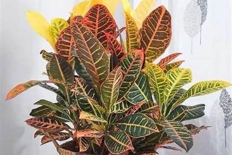 矿源黄腐酸钾使用方法