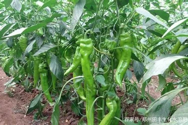 辣椒喷什么叶面肥结果多