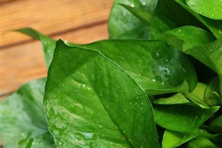 绿萝喷叶子用什么肥好