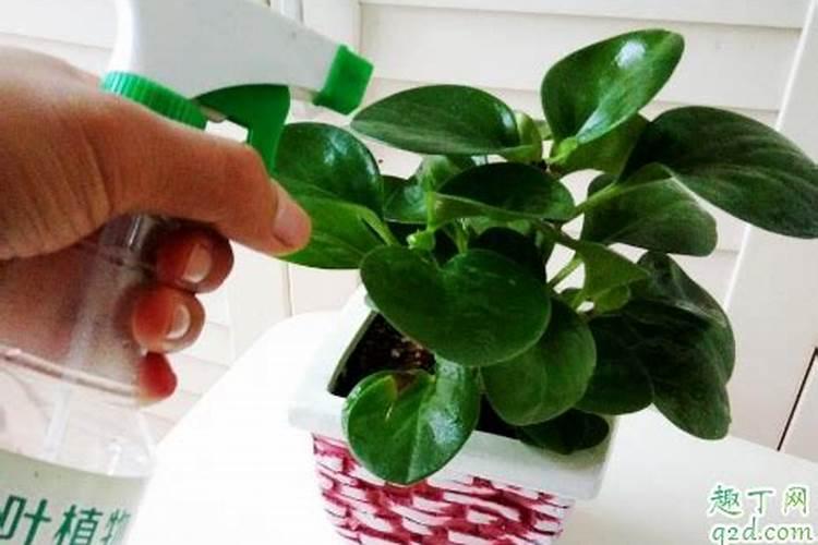 绿萝喷叶面肥好吗