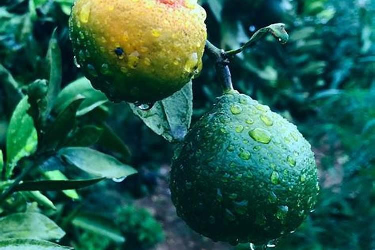 芸苔素可以解药害吗