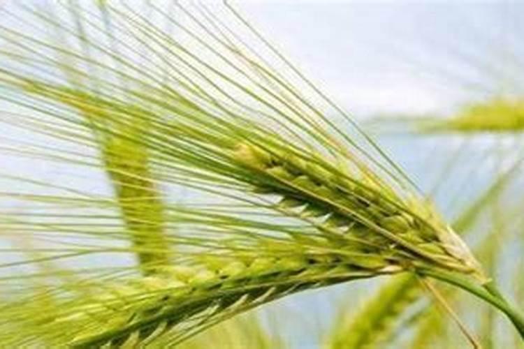 高磷钾液体肥料是什么