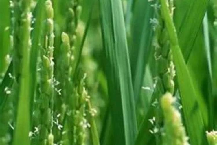 芸苔素14,24,28的区别是什么？