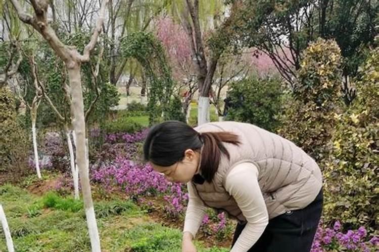 桂花树苗移栽能用水溶肥吗