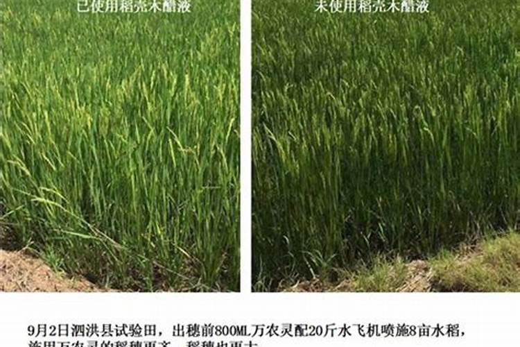 炒熟的花生怎么做花肥