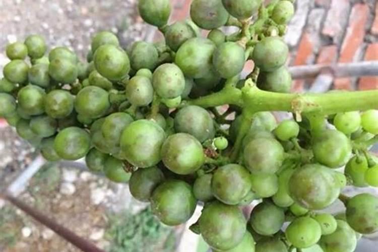 磷酸二氢钾果实成熟期磷酸二氢钾最高的浓度是多少可以喷叶面吗百度...