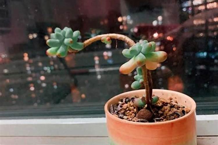 腐植酸中醌基的测定都有哪些方法？这些方法的局限又在哪？