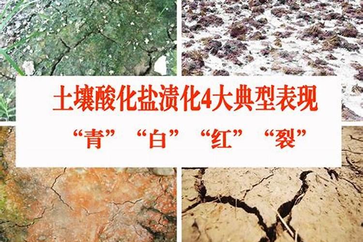 宁坡盐地用什么复合肥