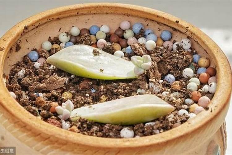 甜瓜打什么叶面肥最好？甜瓜施肥时间及方法？