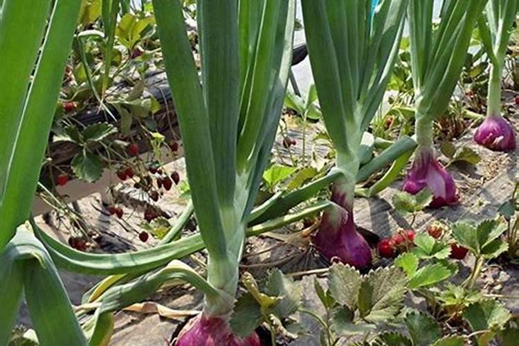 洋葱后期施什么肥