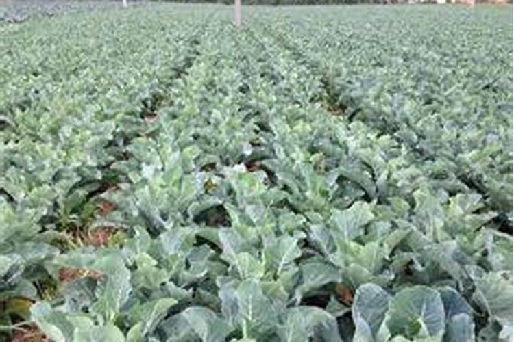 西兰花适合用哪种肥料？