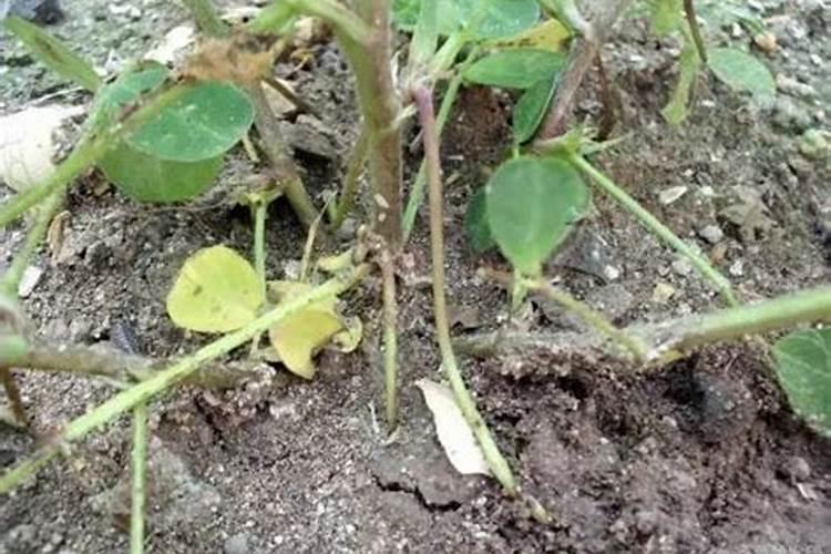 腐植酸复合肥好还是三元肥好？