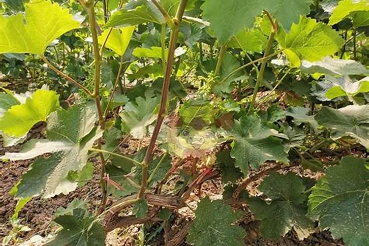 长春花浇什么肥料合适