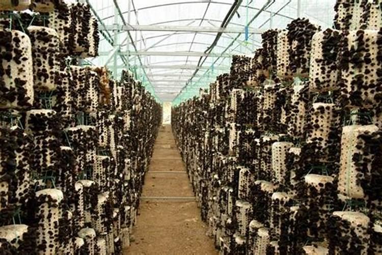 大白菜肥害怎么办