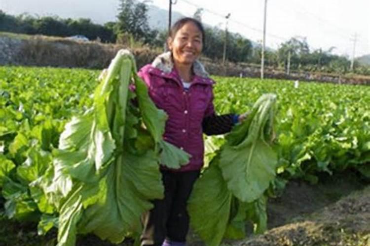 各种蔬菜种植后几天可以施肥 各种蔬菜种植后几天能施肥呢