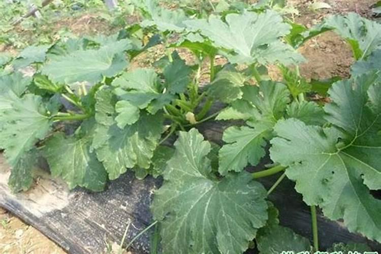 西胡芦上氮肥过多有什么坏处？