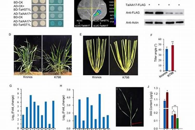 雀舌黄杨盆景的养殖方法