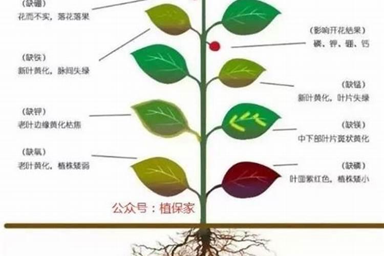 氮磷钾复合肥有哪些,氮磷钾复合肥怎样使用正确