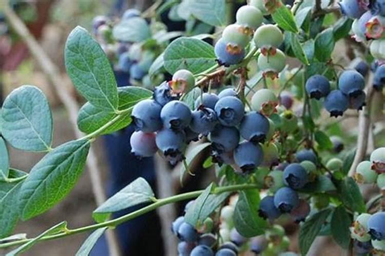 哪个厂家的水溶肥好