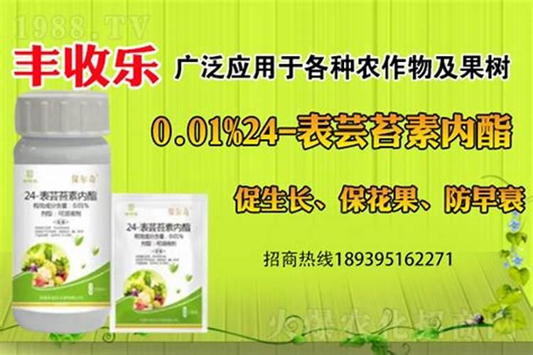 青枣的种植技术有哪些？