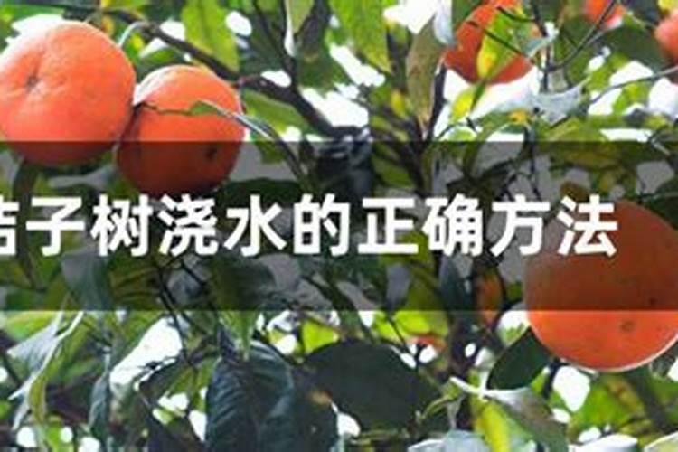 桔子树施什么肥最好
