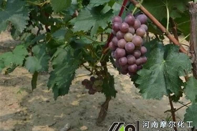 葡萄上色时用什么肥料上色快