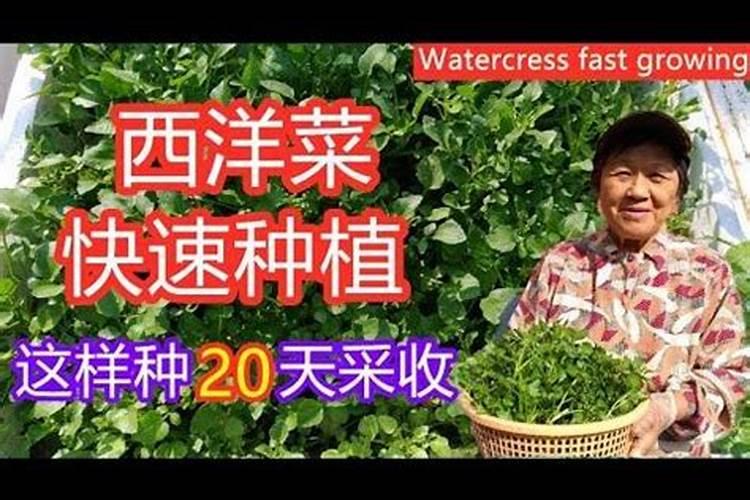 小麦苗稀多少天可以喷生根剂和水溶肥