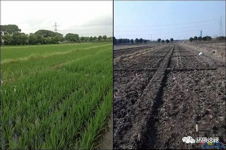 新栽茶花多久才施肥 新种茶花需要多久施肥