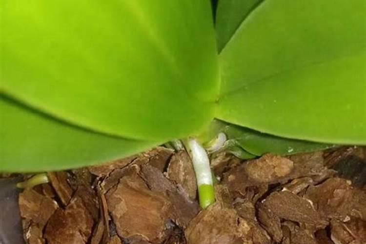 蝴蝶兰花的养护管理方法