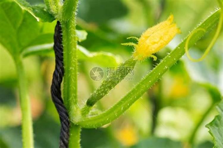 黄瓜需要用那种肥料？黄瓜什么时候用肥比较好？喷什么叶面肥结果多？