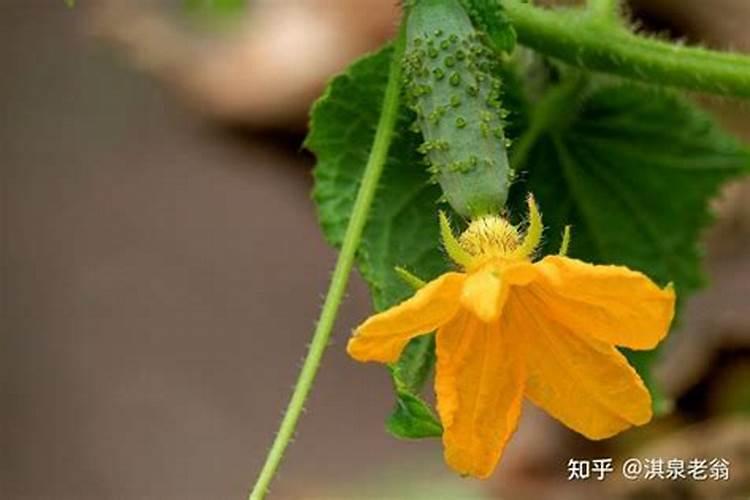黄瓜花果期应该如何施肥？需要注意什么？