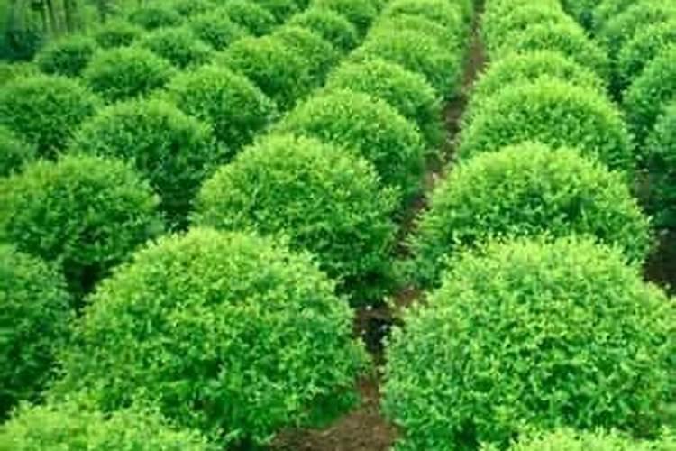 增强苗木粗度用什么肥料最好