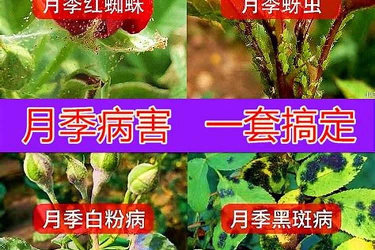 花叶子发黄用什么肥料 ？10种原因对症下药