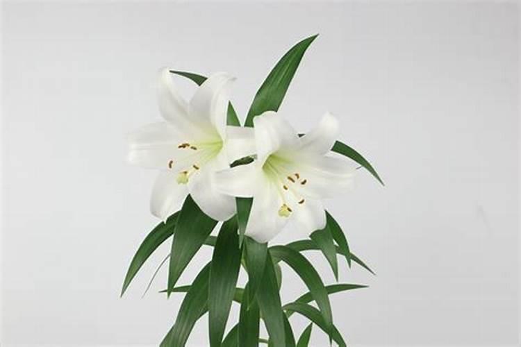 好苗子复合肥可不可以？