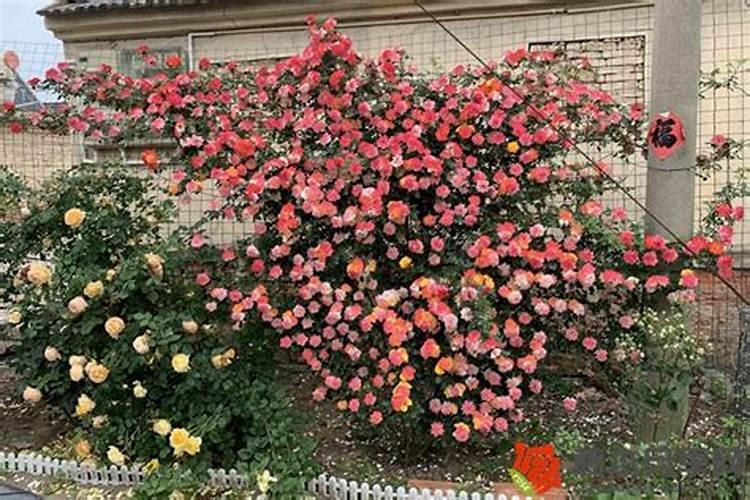 硅(Si)性质又不活泼,为什么自然界没有游离态的