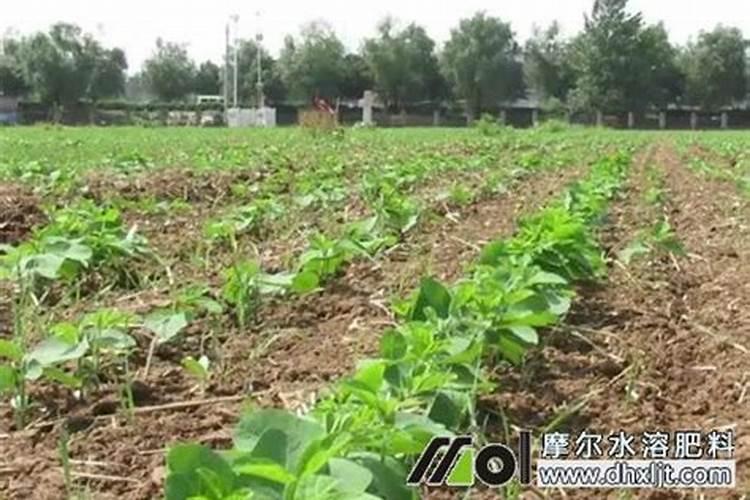 碳酸氢铵能否随水冲施(碳铵可以浇水时冲施使用吗)