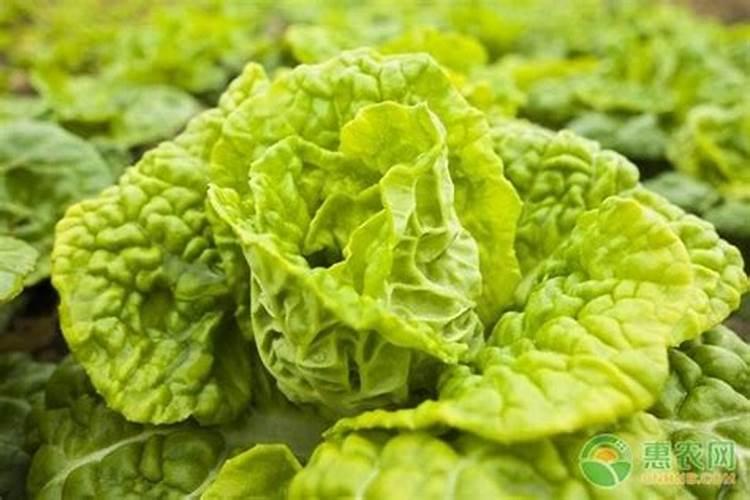 黄心菜种植时间和方法用肥量
