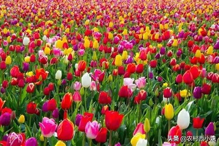 郁金香开花期间需要施肥吗