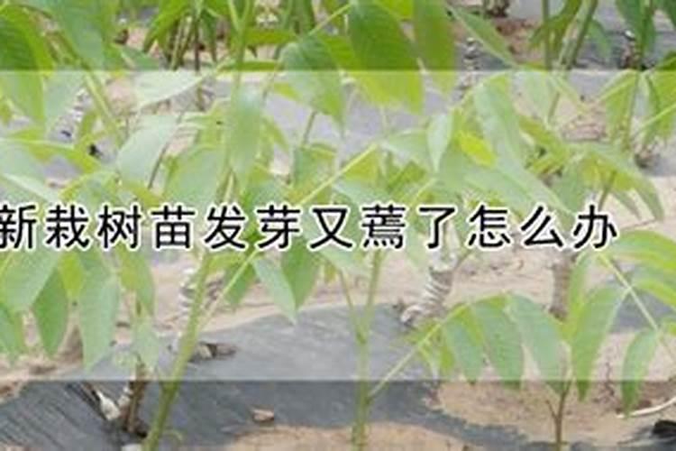 淮山什么时候种植 淮山一般什么时候种植