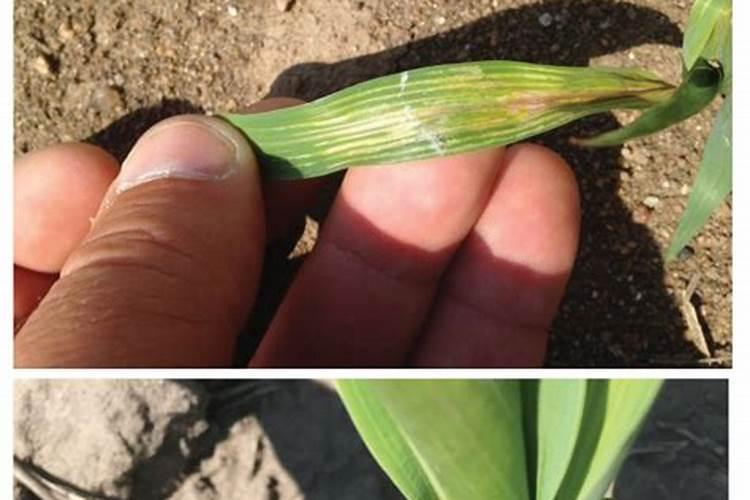 芸苔素使用技巧