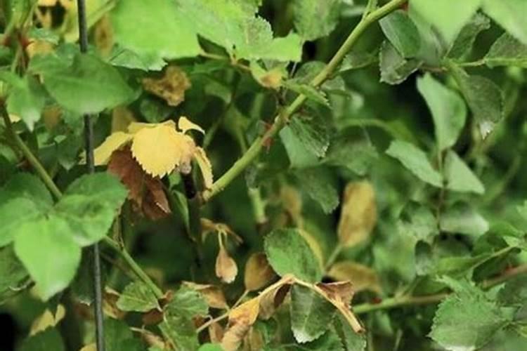 为什么在超市里买的豇豆怎么煮都不会烂呢？